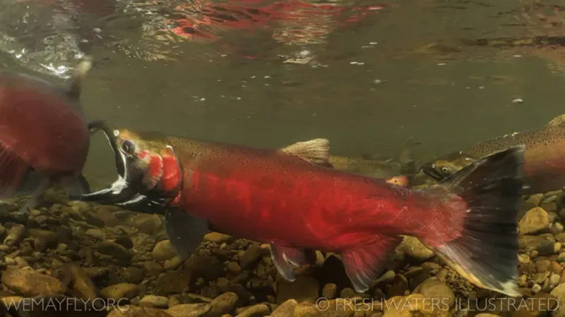 Coho Salmon