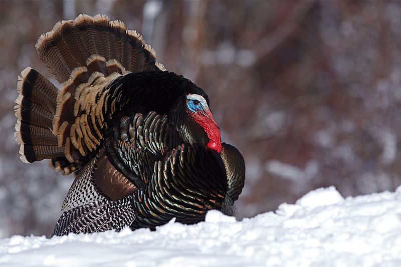 Cold Turkey