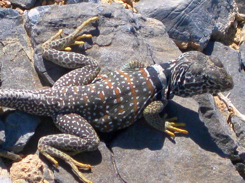 Collared Lizard