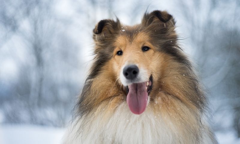 Collie