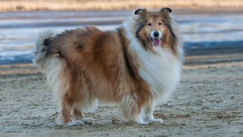 Collie