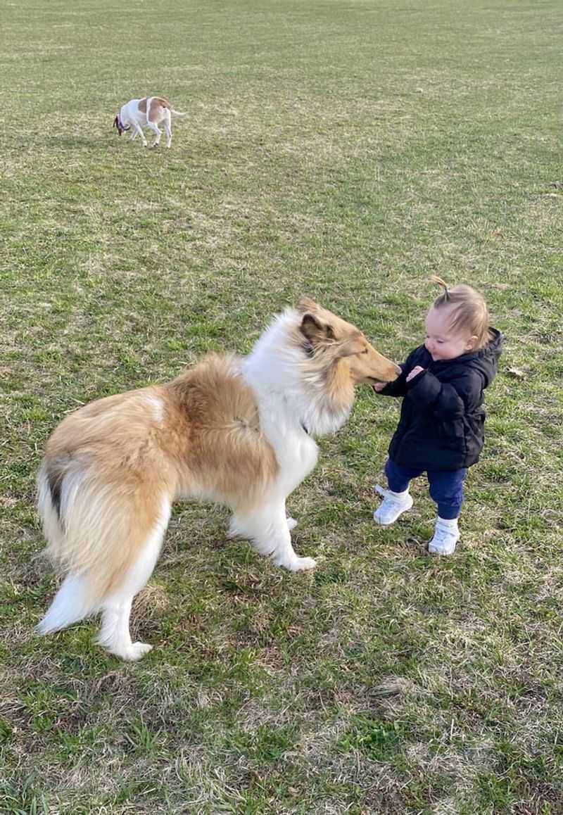 Collie