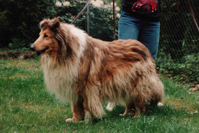 Collie