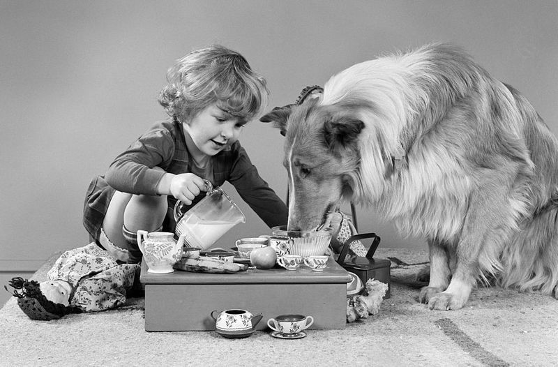 Collie