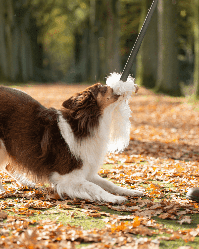 Collie