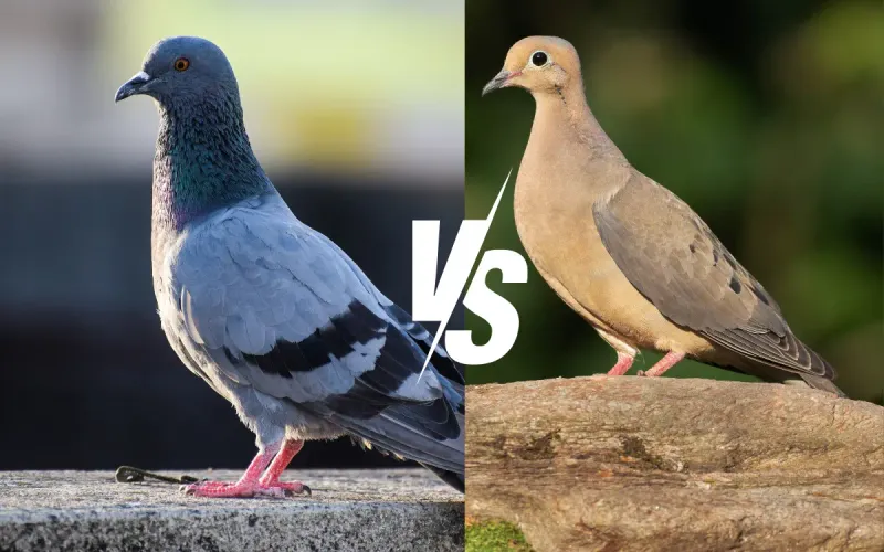 Color Differences