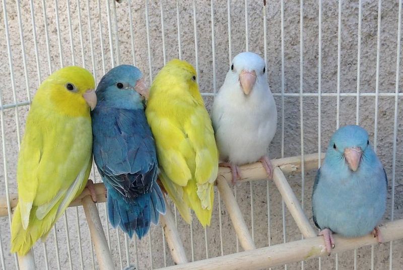 Color Variations