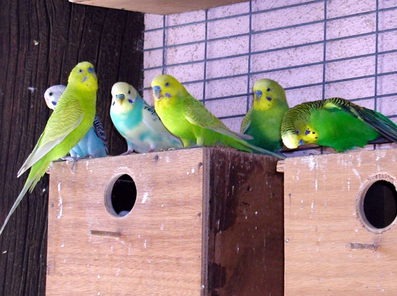 Color Variations