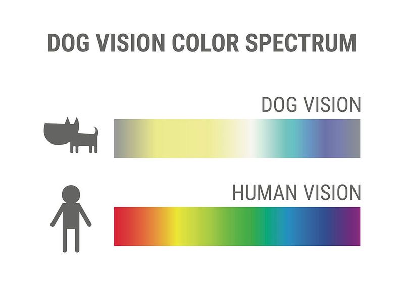 Color Vision