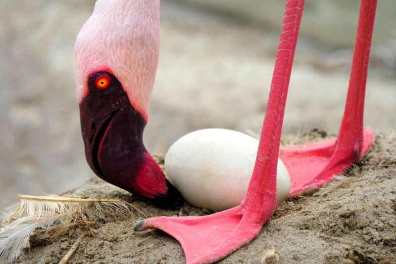 Colorful Bird with a Colorless Egg