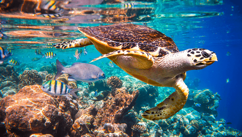 Colorful Turtle Species Exist