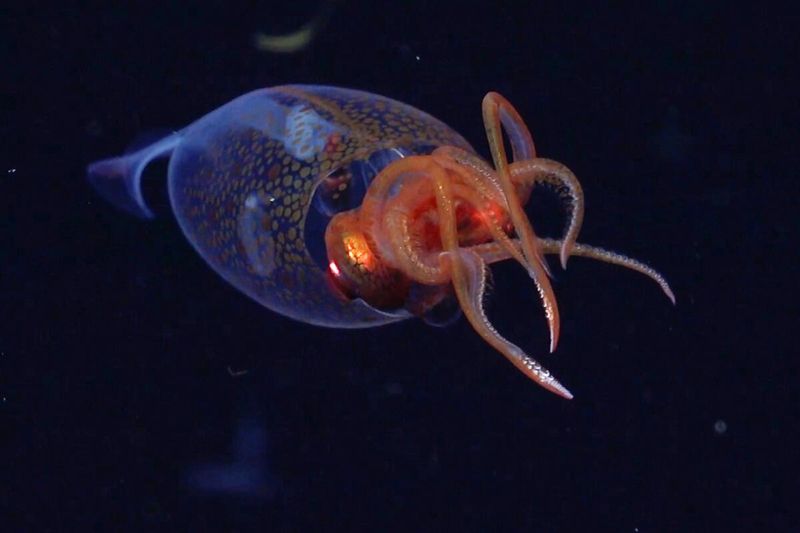 Colossal Squid