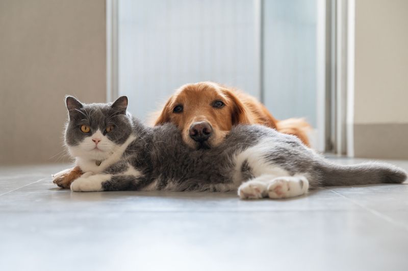 Comfort Seekers