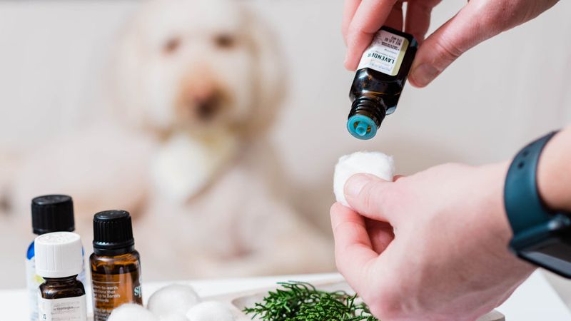 Comforting Aromatherapy