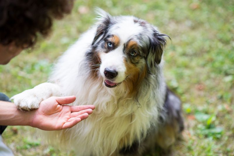 Comforting Paws