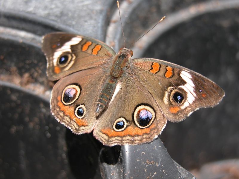 Common Buckeye