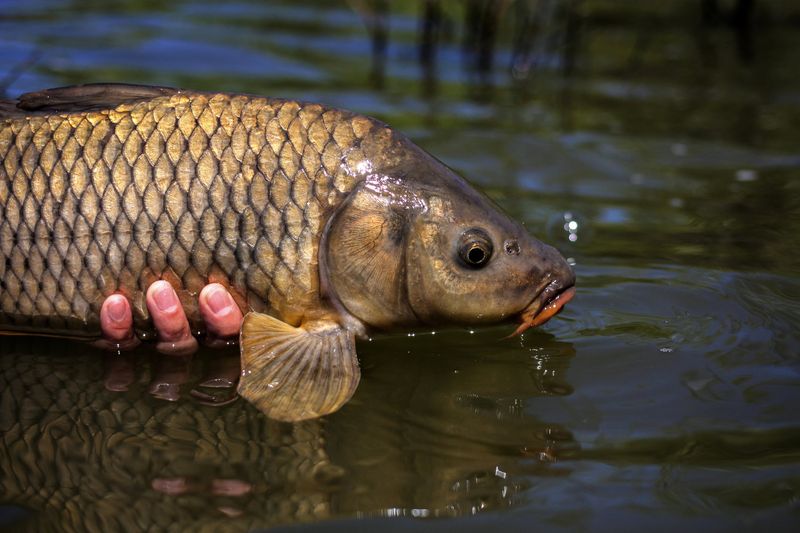 Common Carp