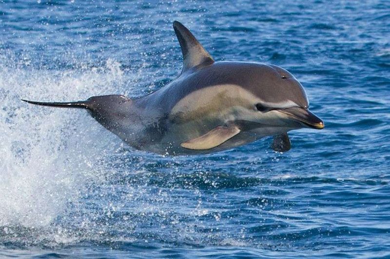 Common Dolphin