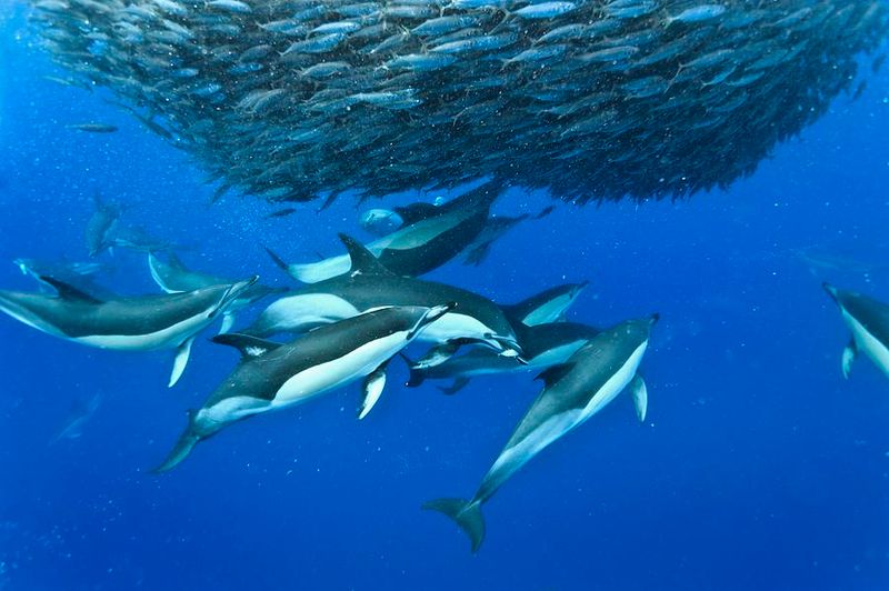 Common Dolphin