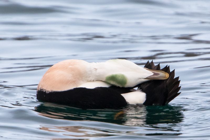 Common Eider