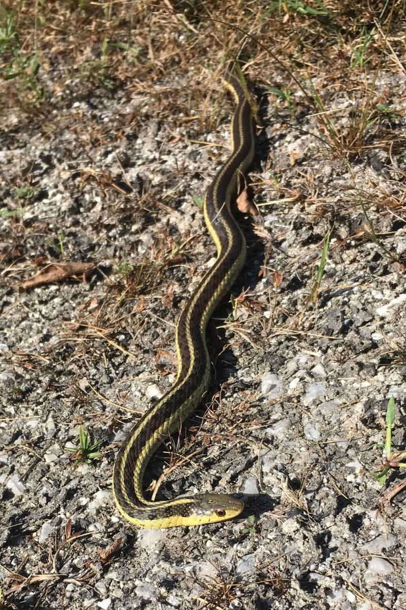 Common Garter Snake