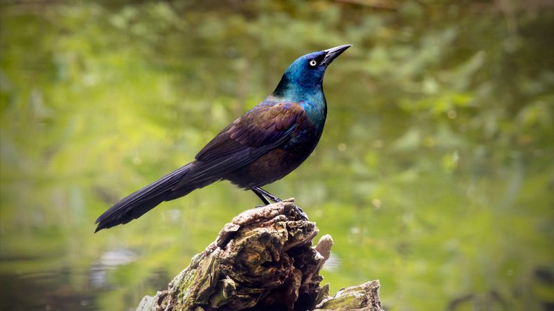 Common Grackle