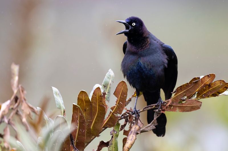 Common Grackle