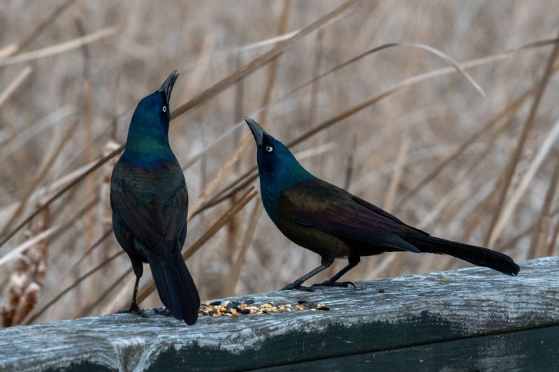 Common Grackle