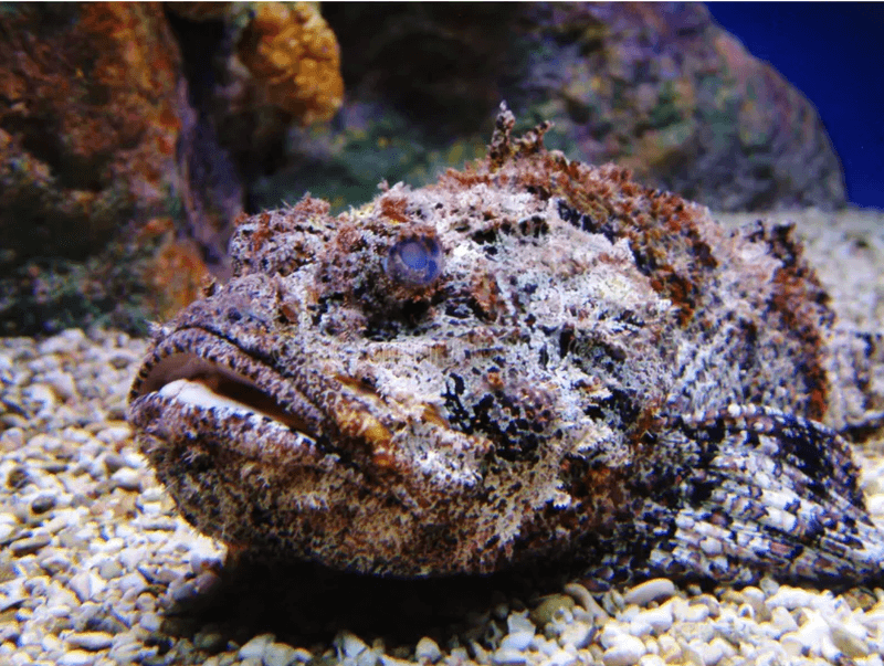 Common Habitats