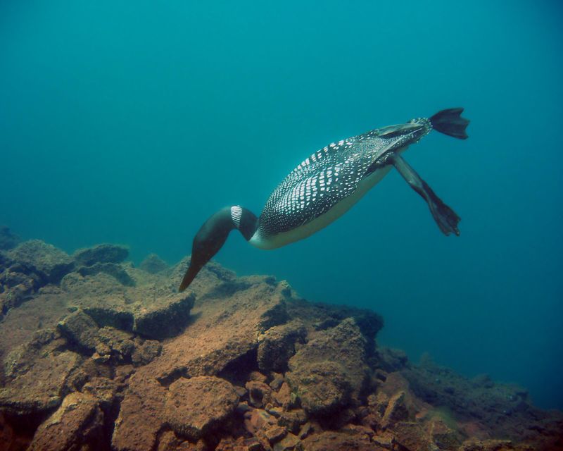 Common Loon