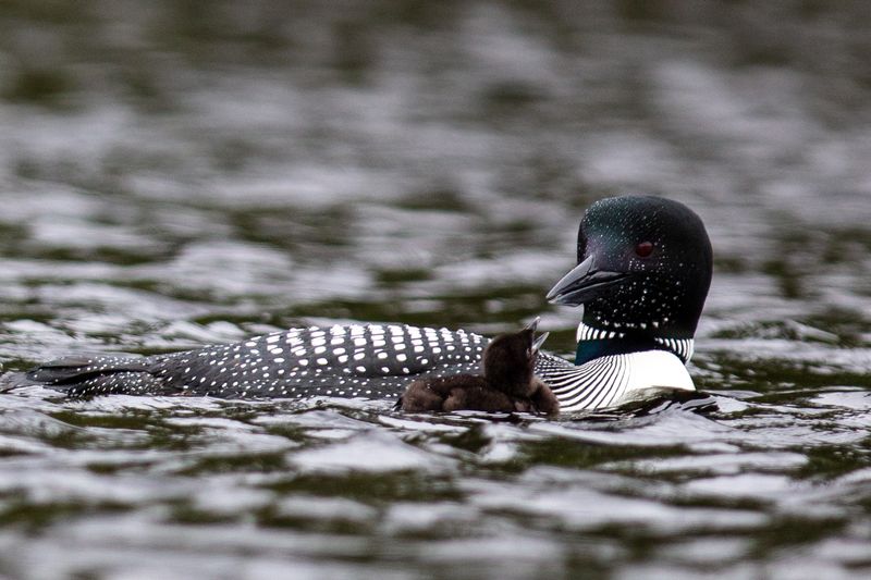 Common Loon