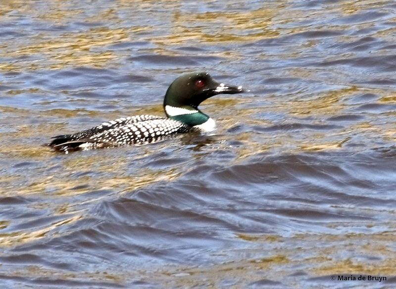 Common Loon