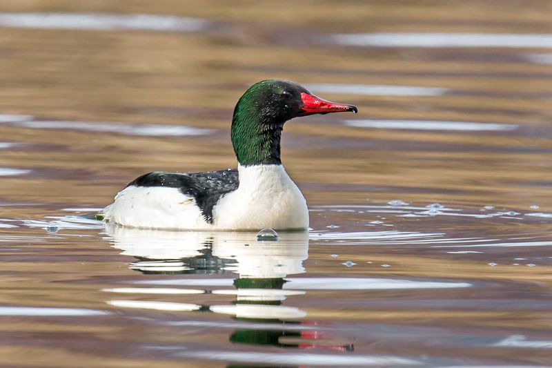 Common Merganser