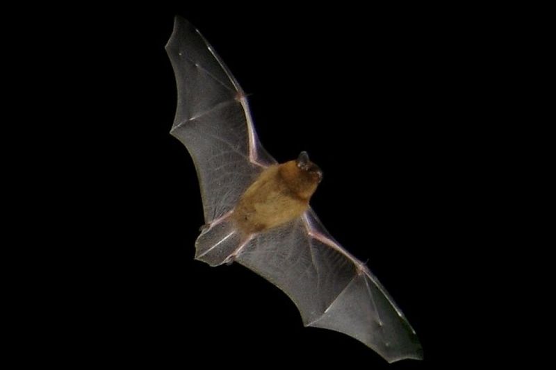 Common Pipistrelle Bat