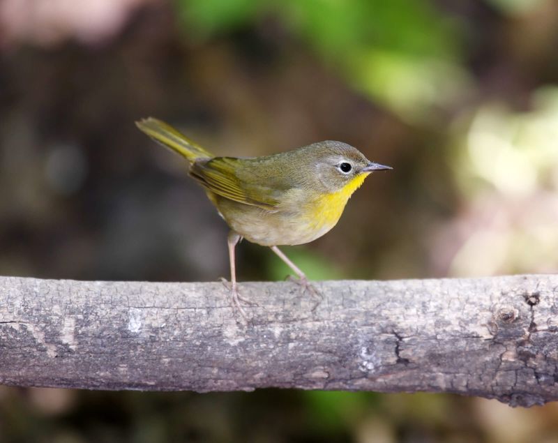 Common Yellowthroat