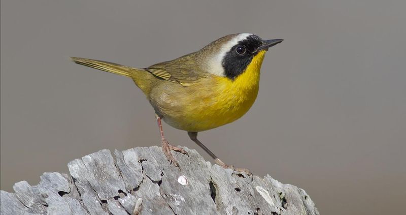 Common Yellowthroat