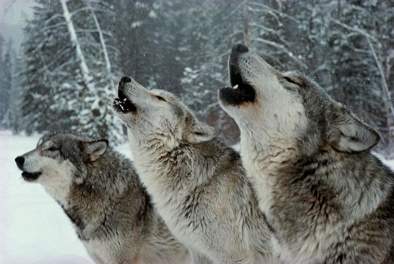 Communication Skills of Wolves