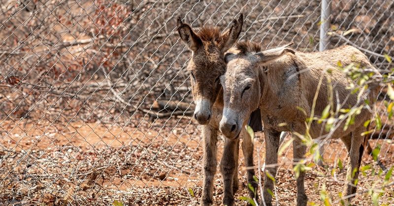 Community Involvement in Donkey Conservation