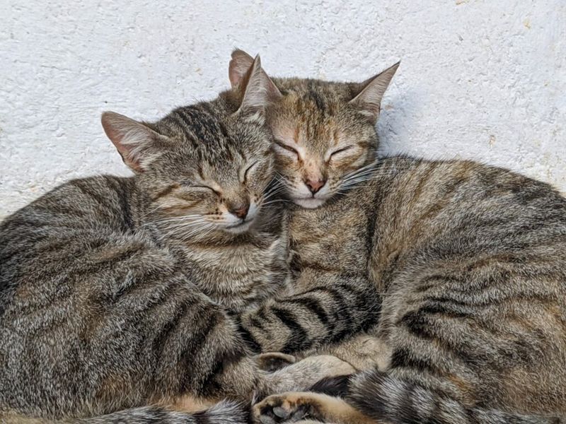 Companion Cat Pairing
