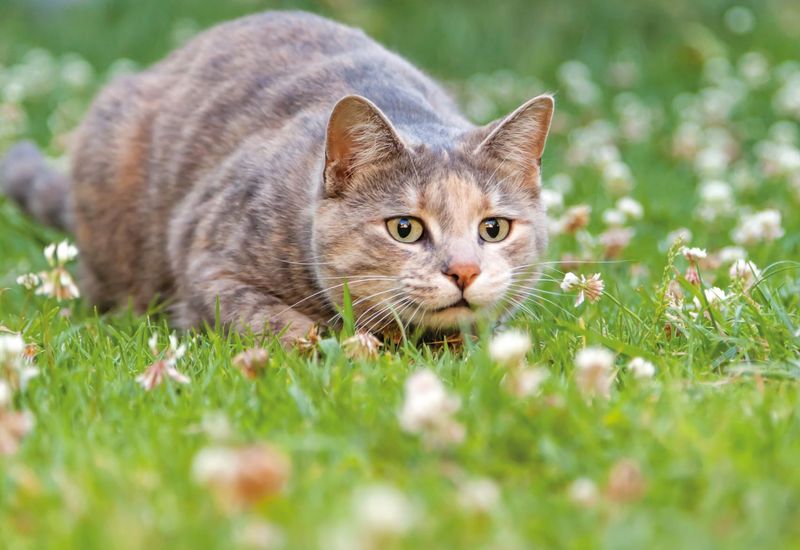 Complex Hunting Techniques