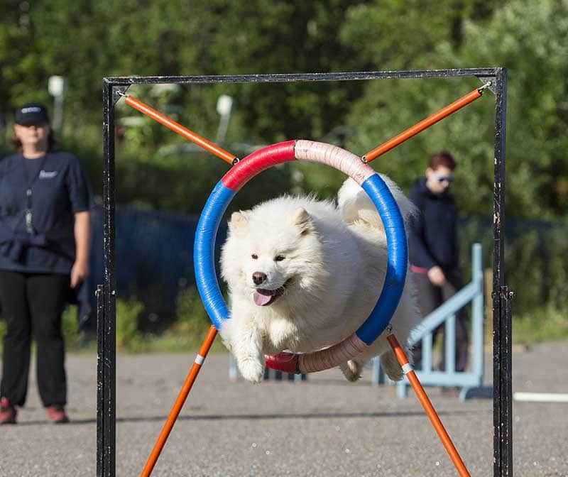 Con: High Exercise Needs