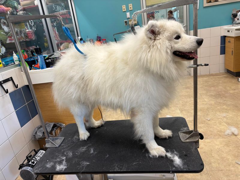 Con: High Maintenance Grooming