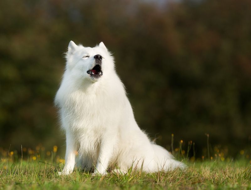 Con: Potential for Vocalization