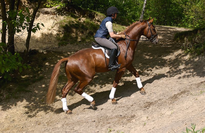 Condition Your Horse for Varied Terrains