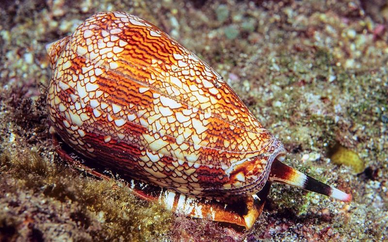 Cone Snail