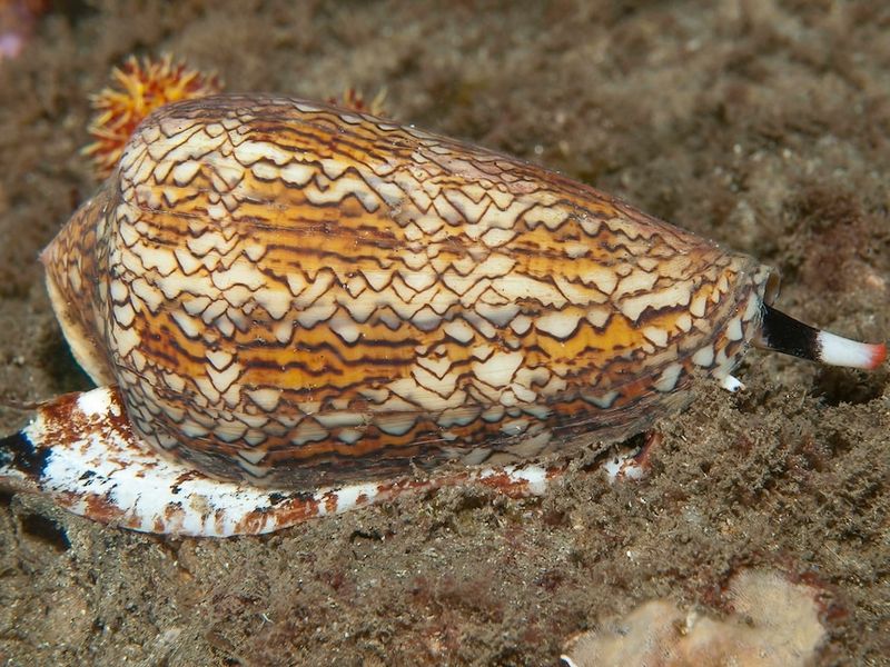 Cone Snail