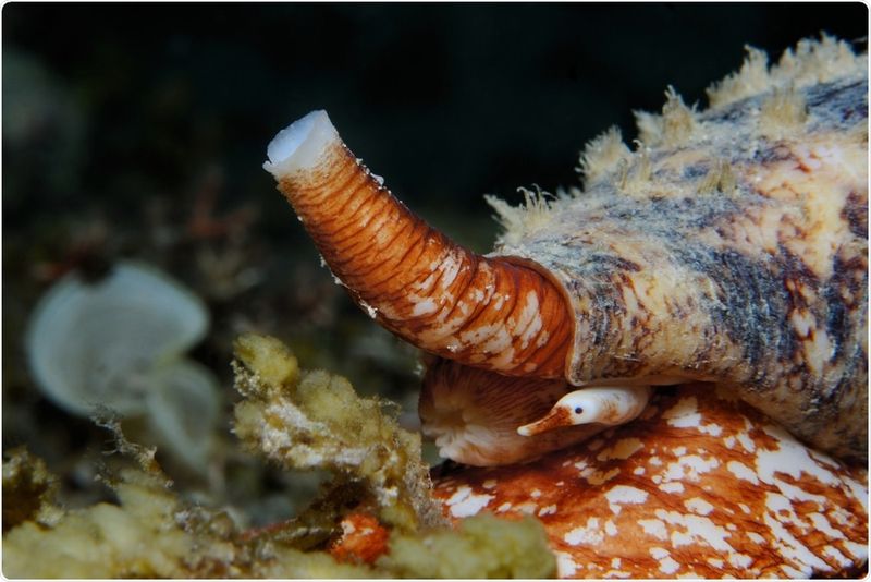 Cone Snail
