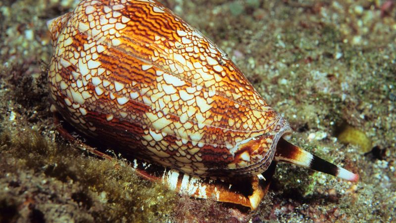 Cone Snail