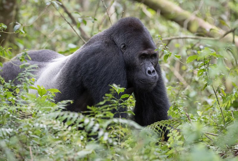 Congo