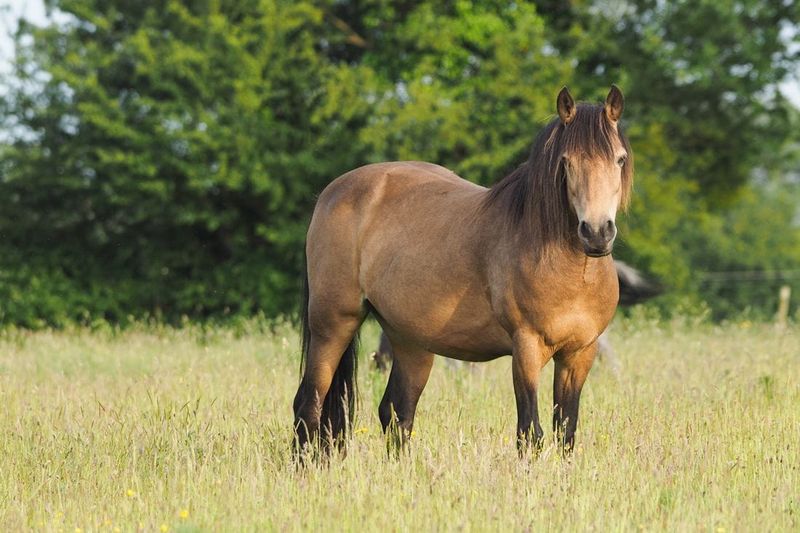 Connemara Pony